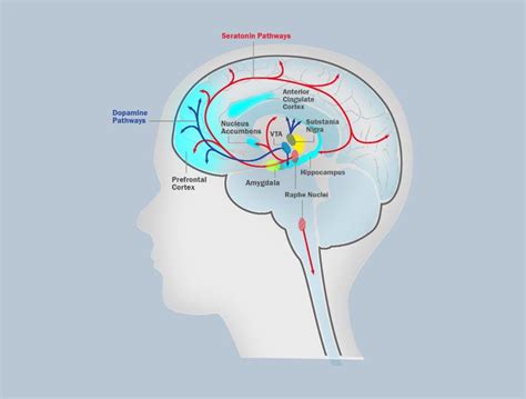 The Brain Circuits Underlying Motivation An Interactive Graphic In