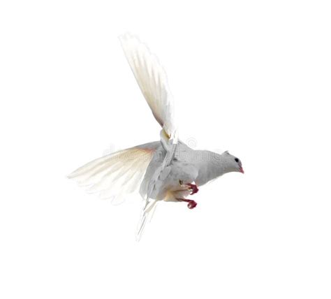 White Dove In Flight Isolated On White Background Stock Image Image