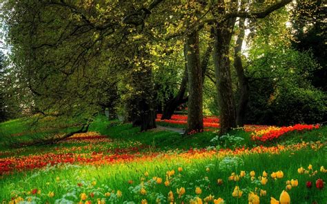 Forest Flowers Nature Wallpapers Hd Desktop And Mobile