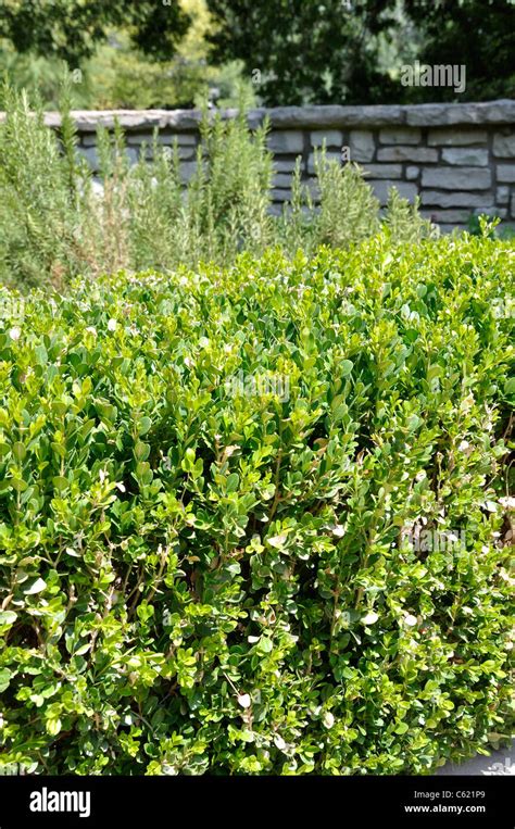 Japanese Boxwood Buxus Microphylla Japonica Stock Photo Alamy
