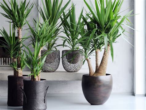 Des conditions particulières s'appliquent aux travailleurs frontaliers, qui travaillent dans un pays de l'ue mais vivent dans un autre. Décorer son salon avec des plantes : nos conseils