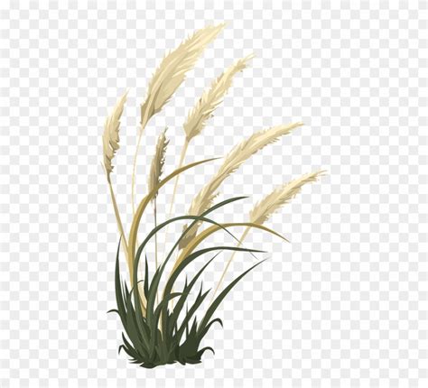 Pampas Grass Flower Png Clipart Pinclipart My Xxx Hot Girl