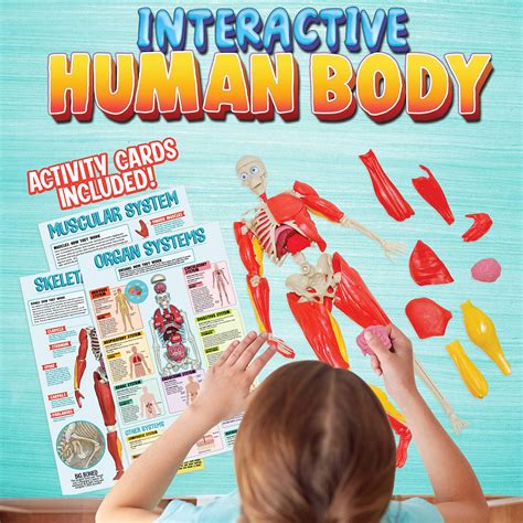 Be Amazing Toys Interactive Human Body Fully Poseable Anatomy Figure