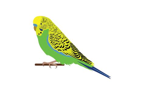 Budgie Svg Cut File By Creative Fabrica Crafts · Creative Fabrica