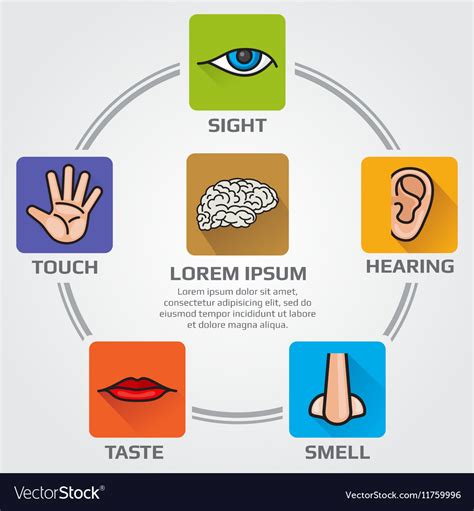 Five Human Senses Smell Sight Hearing Taste Vector Image