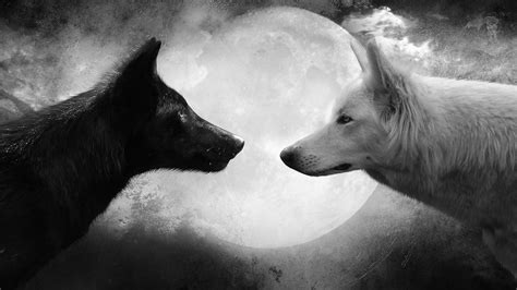 Grayscale Photo Of Two White And Black Wolves Wolf Black White Moon