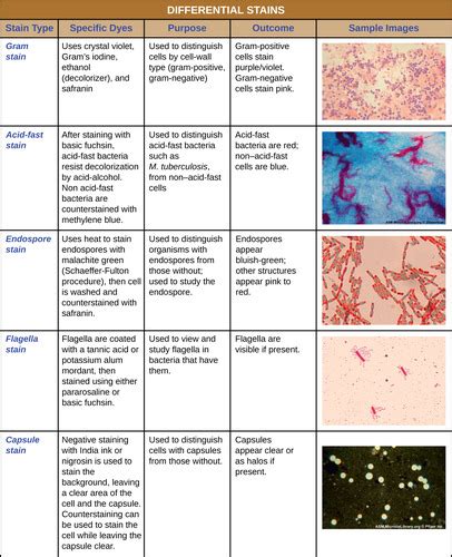 Spore Staining Flashcards Quizlet