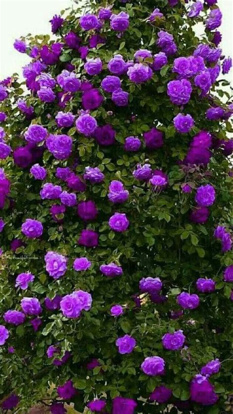 Pin By Gwen Shaw On Purple Purple Garden Climbing Flowers