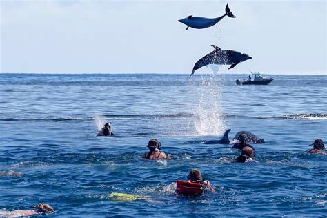 Bay Of Islands 4 Hour Dolphin Cruise From Paihia Or Russell 2023