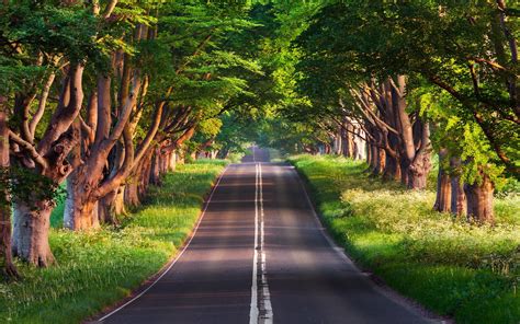 Road Across Green Trees Nature Photography Hd Wallpaper Wallpaper Flare