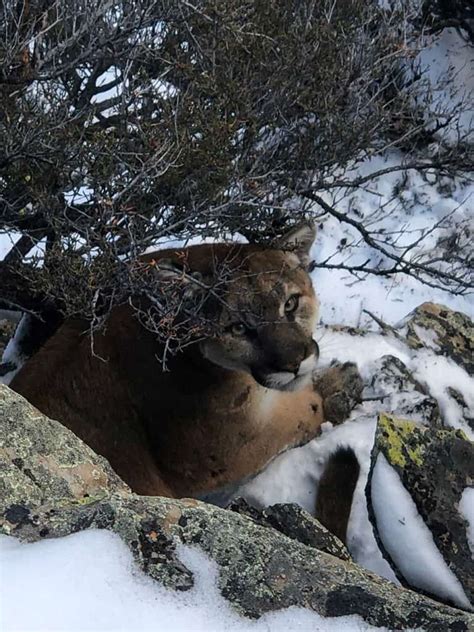 Mountain Lion Hunting Mcgowan Outfitting