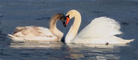 Courting Swans Swan Meaning Swan Song Stock Photography