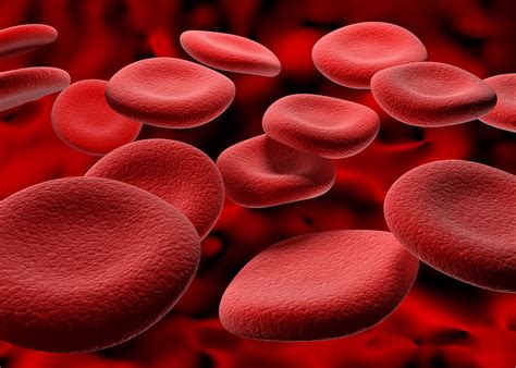 Blood Erythropoiesis Hemoglobin Oxygen Britannica