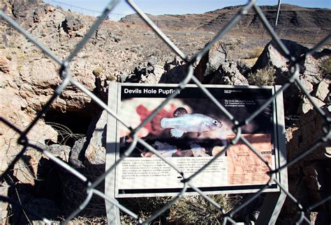 The Devils Hole Pupfish Just Can't Catch a Break | WIRED