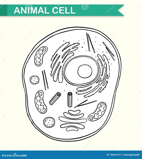 Diagramma Che Mostra Cellula Animale Illustrazione Vettoriale