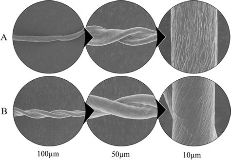 Scanning Electron Microscope Images Of Mature Cotton Fiber Grown Under