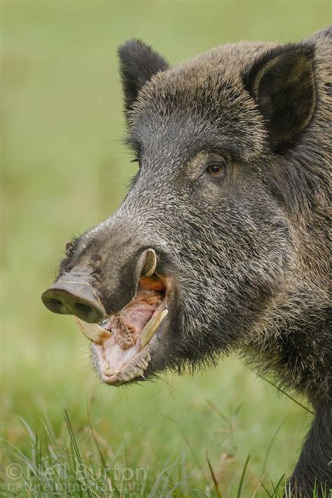 Pin On Boars