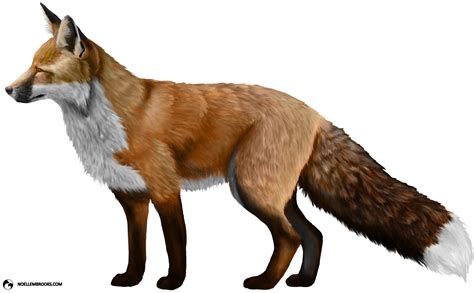 Fox Png Png All Png All