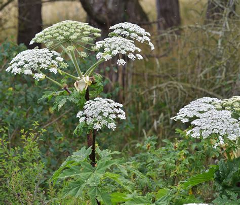 New York Man Fights To Keep His Giant Hogweed Plants