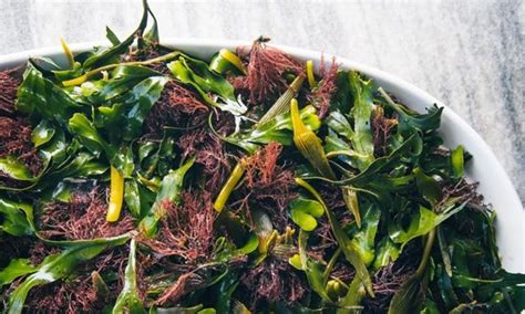 Edible Seaweed And Foraging Gourmet Types Of Seaweeds Uk