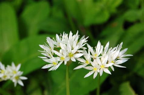 13 Lawn Weeds With Little White Flowers With Photos