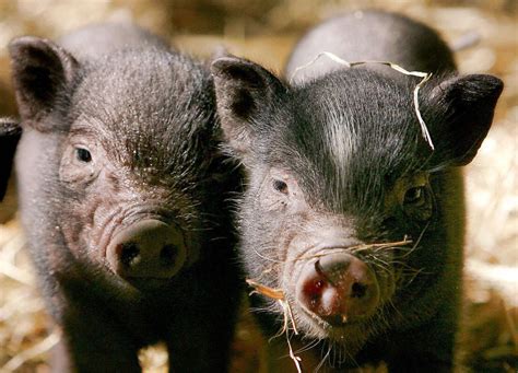 Pet Pot Bellied Pig Porky Killed After Hunter Mistakes It For Feral