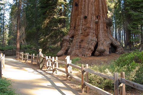 The Largest Trees In The World Sequoia And Kings Canyon National Parks