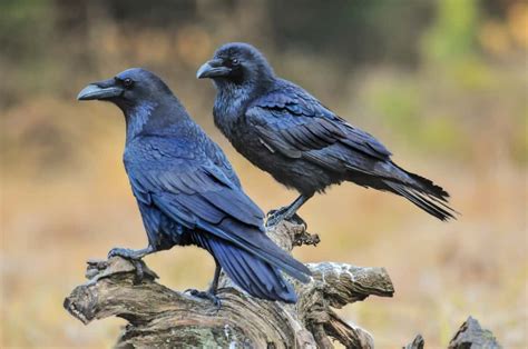 Raven Symbolism Spiritual Meanings Of Raven