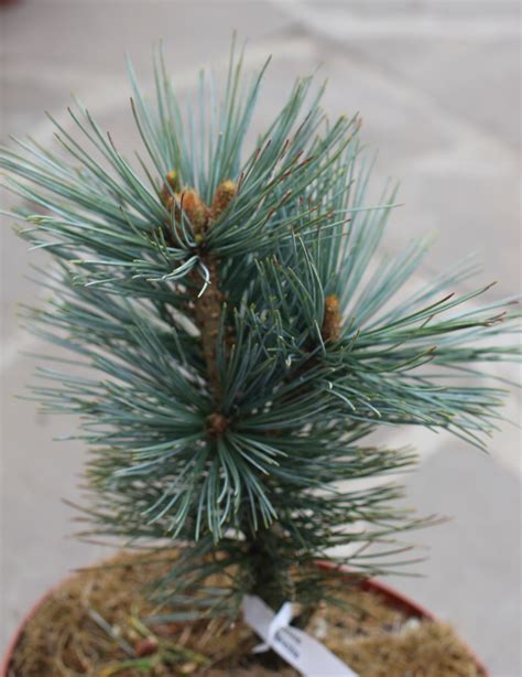 Сосна мягкая Цесарини Блю Pinus Flexilis Cesarini Blue Питомник Тайга