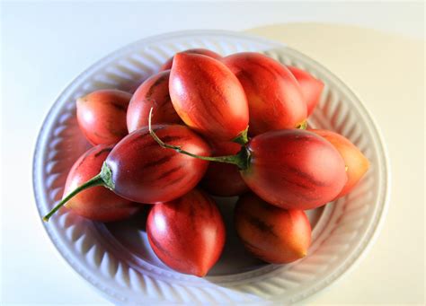 Plate With Tree Tomato Fruit Free Stock Photo Public Domain Pictures