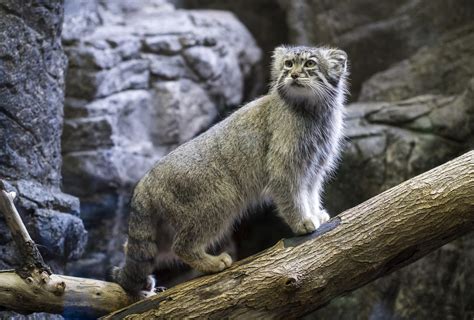 Pallass Wild Cat Wallpaper And Background Image 1800x1218 Id