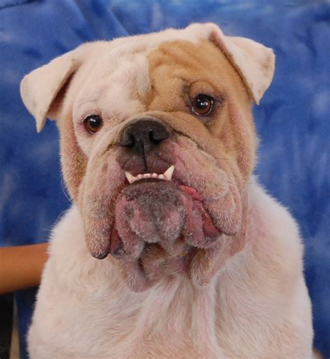 A Young English Bulldog Recovering From Severe Skin Issues Due To