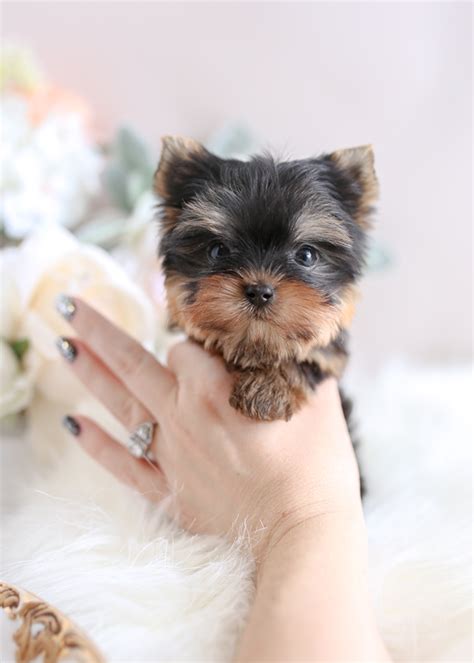 We did not find results for: Teacup Yorkies Miami | Teacup Puppies & Boutique