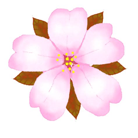 Pink Flower Sakura 21444536 Png