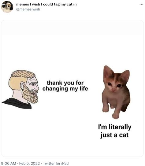 Thank You For Changing My Life Im Literally Just A Cat Memes I