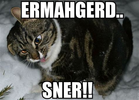 Ermahgerd A Merse In The Sner Derpy Cats Cute Animals Cat Memes