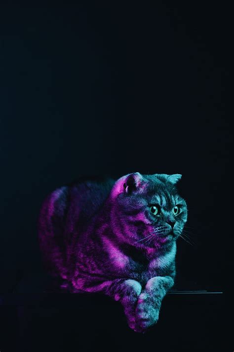 Animals Cat Pet Grey Neon Scottish Fold Hd Phone Wallpaper Pxfuel