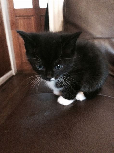 Black And White Kitten Available Birmingham West