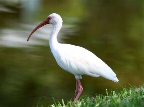 El Ibis Blanco Lugareño De La Florida America Verde