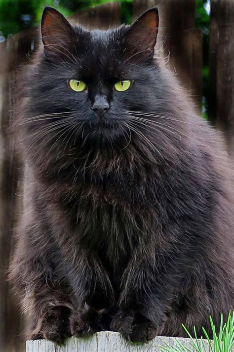 Fluffy Black Cat Cats Tabby Cat