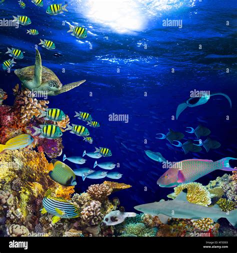 Underwater Coral Reef Landscape Square Quadratic Background In The Deep