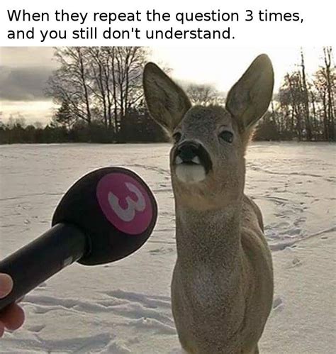 Funny Deer Funny Animal Memes Funny Animal Pictures Cute Funny