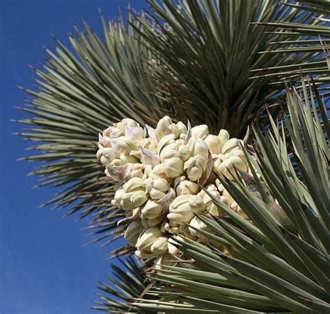5 joshua tree palm tree yucca brevifolia white flowers cactus succulen seedville usa