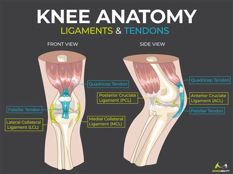 Knee Anatomy Diagram Anatomy Diagram Source