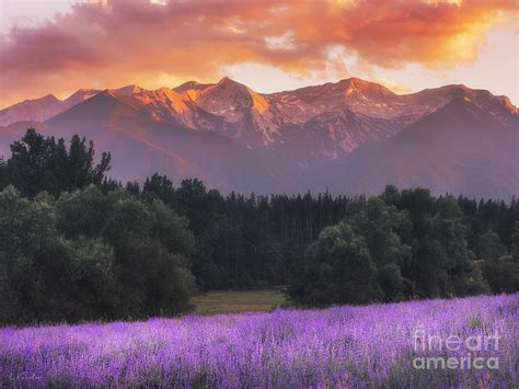 Lavender Landscape Mountain Sunset Photograph By Luke Kanelov Fine