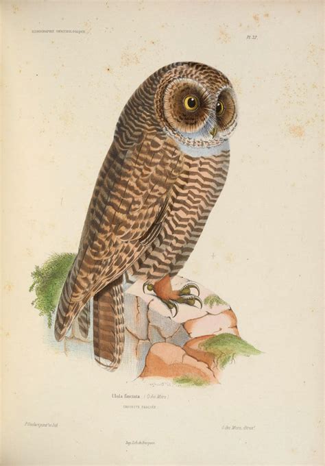 Vintage Illustration Owl Bird Free Stock Photo Public Domain Pictures
