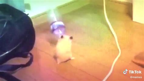 Todavía Está Este Video Del Hamster Con La Botella Youtube