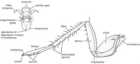 The Thorax Immature Stages Insectomania