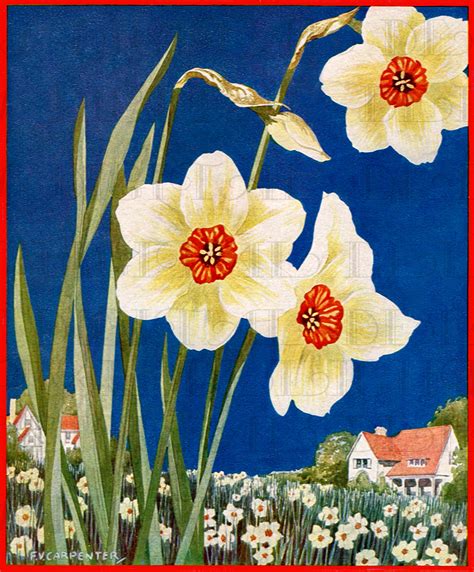 Daffodils Galore Digital Vintage Illustration Vintage Etsy In 2020