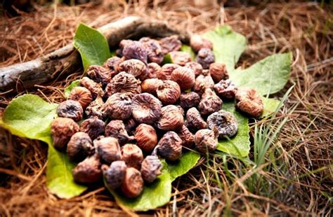 What Are Fig Leaf Benefits And How To Use Fig Leaves